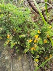 Pultenaea hispidula