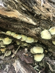 Hypholoma subviride