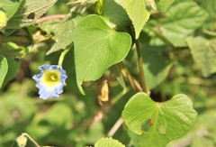Ipomoea cardiophylla