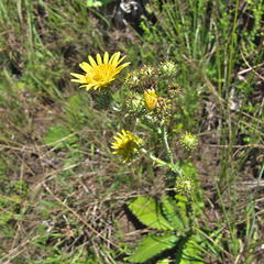 Berkheya rhapontica rhapontica