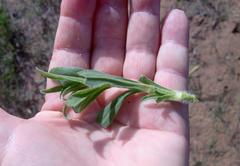 Silene undulata undulata