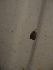 Scythropiodes
