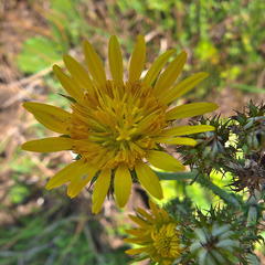 Berkheya rhapontica rhapontica