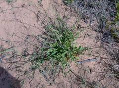 Silene undulata undulata