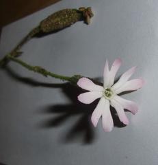 Silene undulata undulata