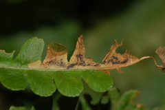 Chirosia filicis