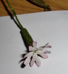 Silene undulata undulata