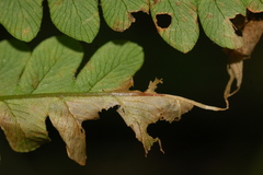 Chirosia filicis