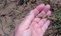 Silene undulata undulata