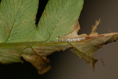 Chirosia filicis