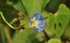 Ipomoea cardiophylla