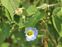Ipomoea cardiophylla