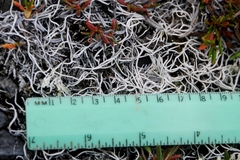 Thamnolia vermicularis