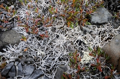 Thamnolia vermicularis