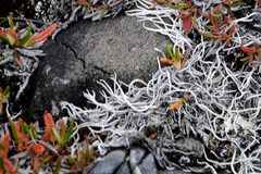 Thamnolia vermicularis