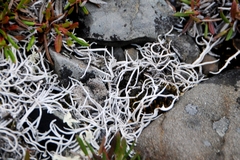 Thamnolia vermicularis