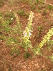 Ocimum americanum americanum