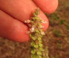 Ocimum americanum americanum