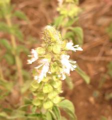 Ocimum americanum americanum