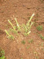 Ocimum americanum americanum