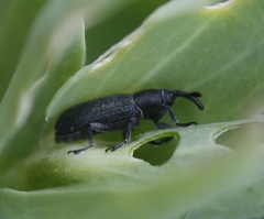 Mecinus janthiniformis