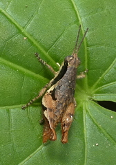 Eujivarus meridionalis