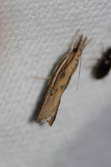 Fissicrambus haytiellus