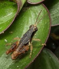 Eujivarus meridionalis