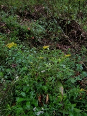 Solidago canadensis hargeri