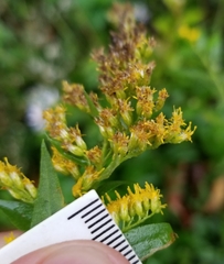 Solidago canadensis hargeri