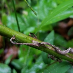 Solidago canadensis hargeri