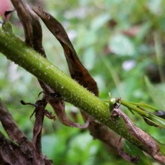 Solidago canadensis hargeri