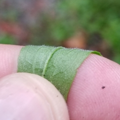 Solidago canadensis hargeri