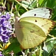 Catopsilia gorgophone