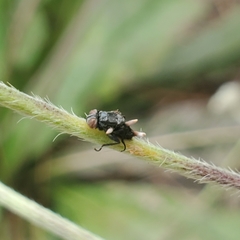 Ophiocordyceps dipterigena