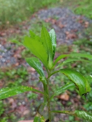 Solidago canadensis hargeri