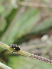 Ophiocordyceps dipterigena