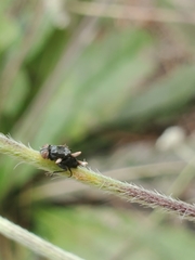 Ophiocordyceps dipterigena