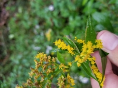Solidago canadensis hargeri