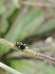 Ophiocordyceps dipterigena