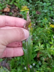 Solidago canadensis hargeri