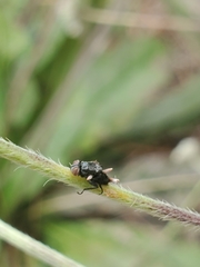 Ophiocordyceps dipterigena