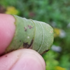 Solidago canadensis hargeri