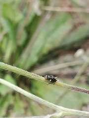 Ophiocordyceps dipterigena