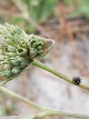 Ophiocordyceps dipterigena