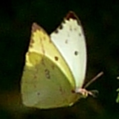 Catopsilia gorgophone