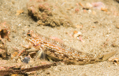 Istigobius hoesei