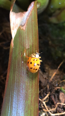 Harmonia axyridis