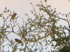 Lybius torquatus torquatus