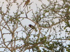 Lybius torquatus torquatus